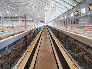 Jaula automática para aves de corral para pollos de engorde 