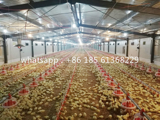  Sistema automático de alimentación de aves de corral