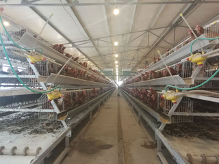 Jaula automática para pollos tipo A