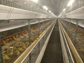 Equipo de jaula para patos y carne 